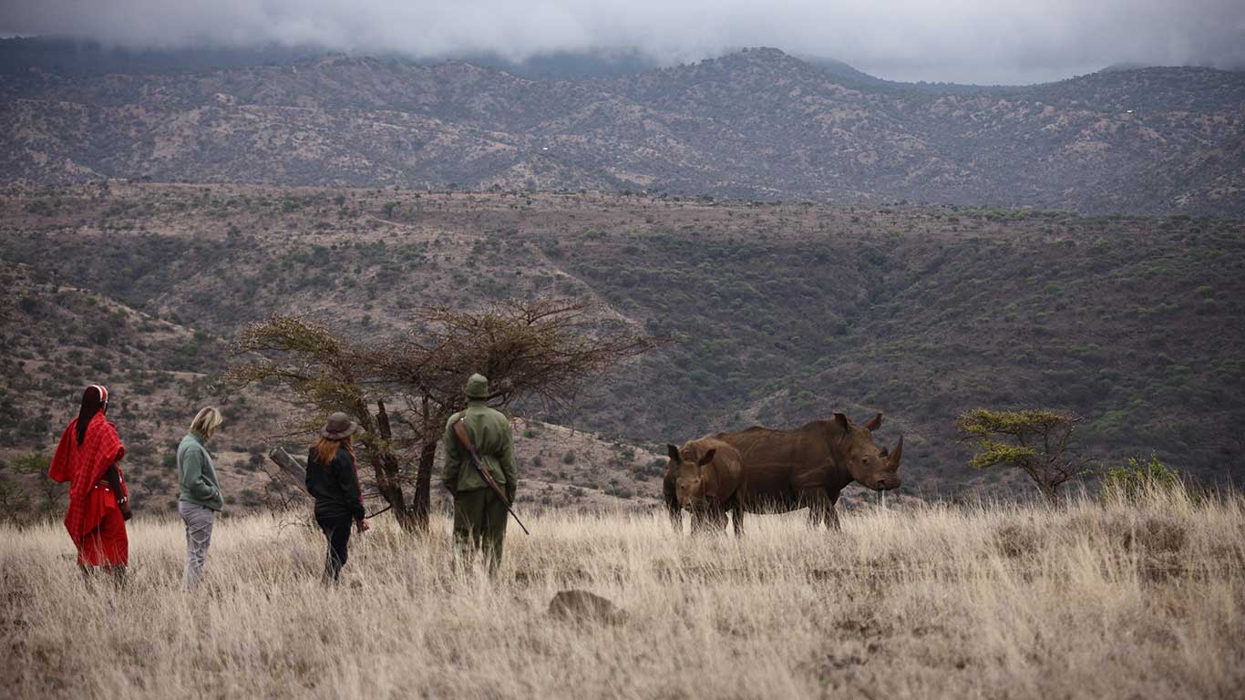 bush walk rhino