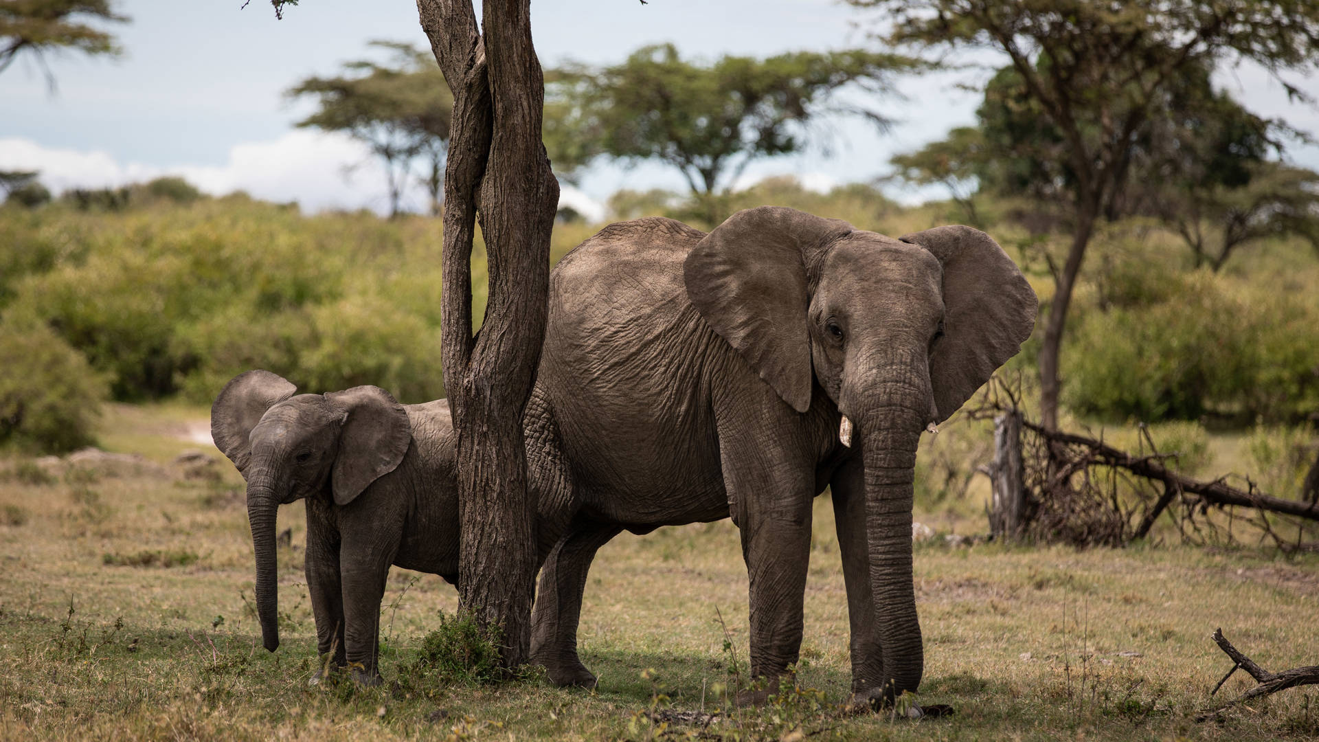 elaphant with calf