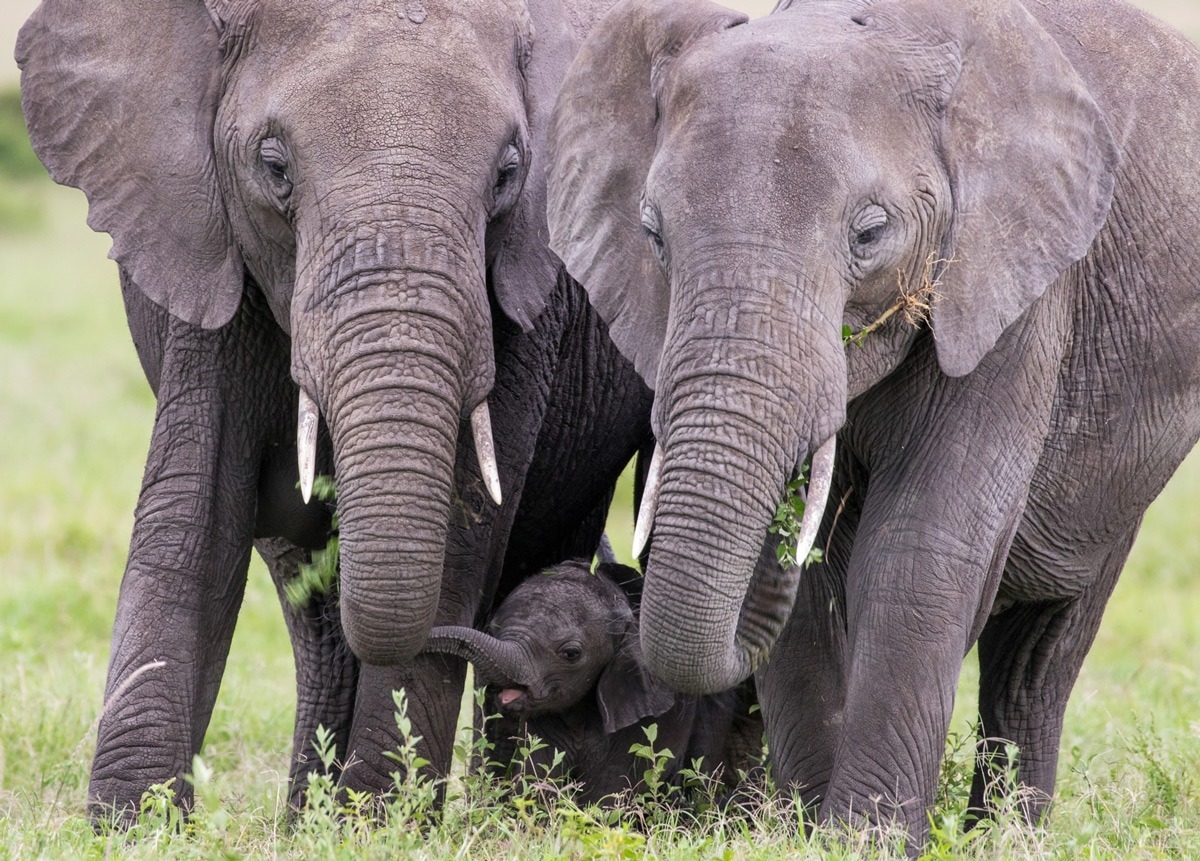 elephant family