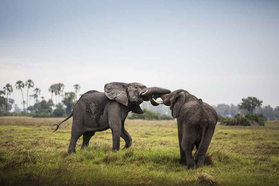 Kenya Safaris