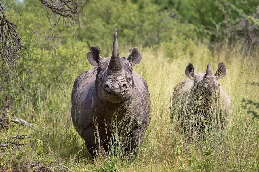 luxury safaris in Tanzania.