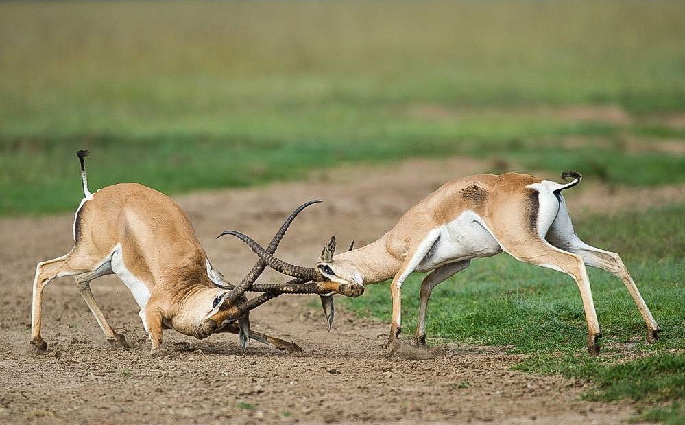 Kenya Safaris