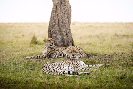 cheetahs masai mara