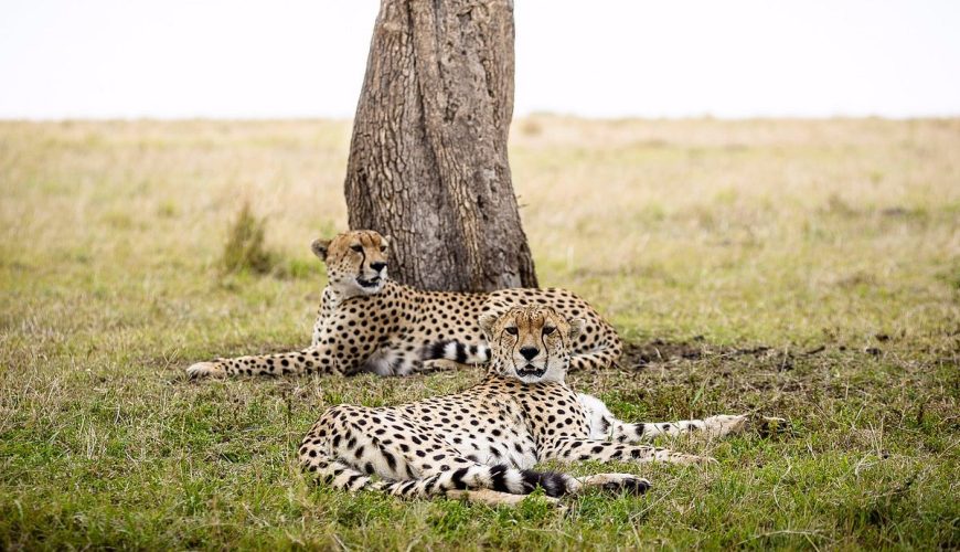 cheetahs masai mara