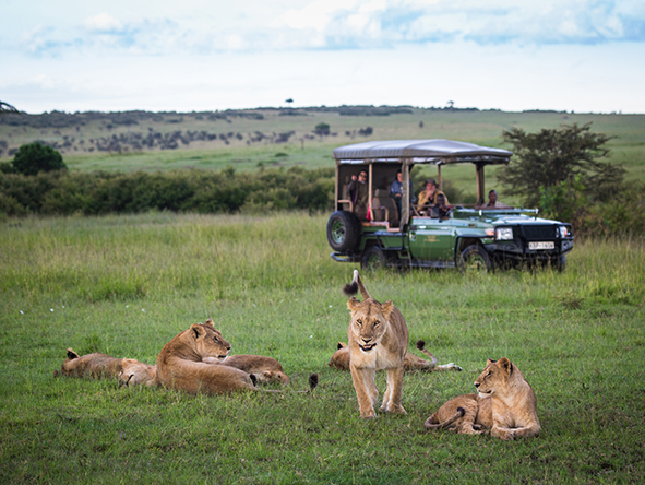 game drive in masai mara