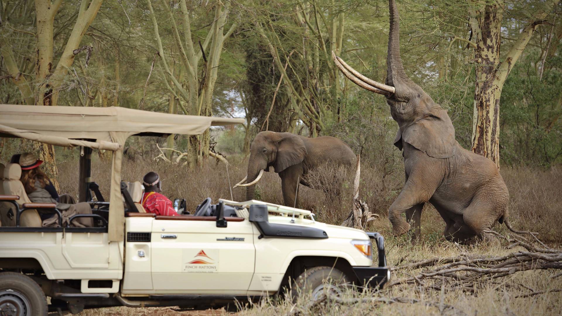 game drive with elephants 1