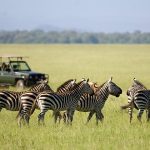 gamedrives at amboseli