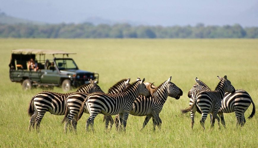 gamedrives at amboseli