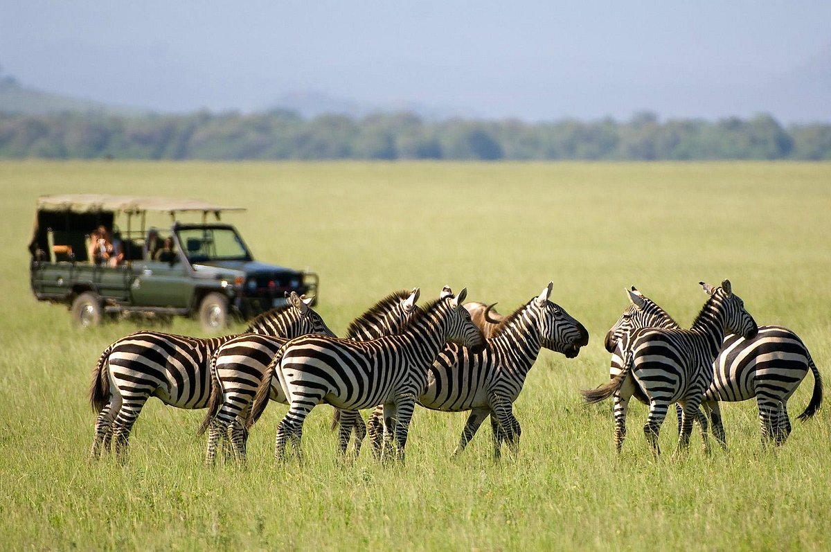 Africa Safaris "N" Tours