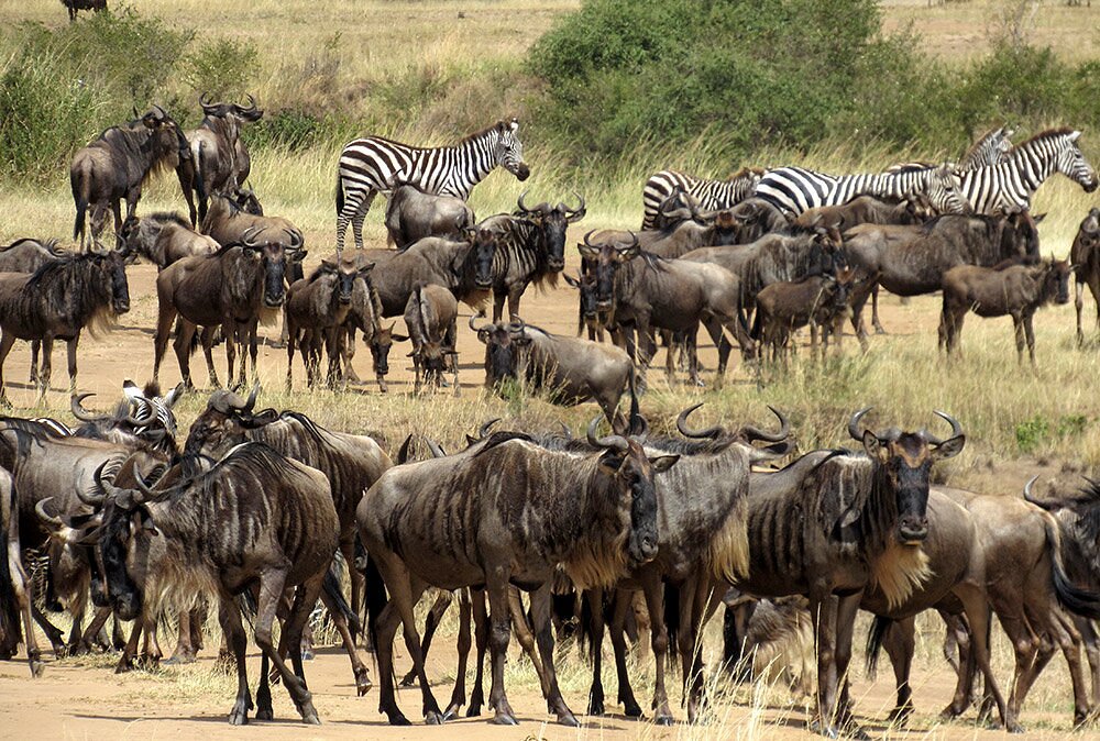 great migration im masai mara