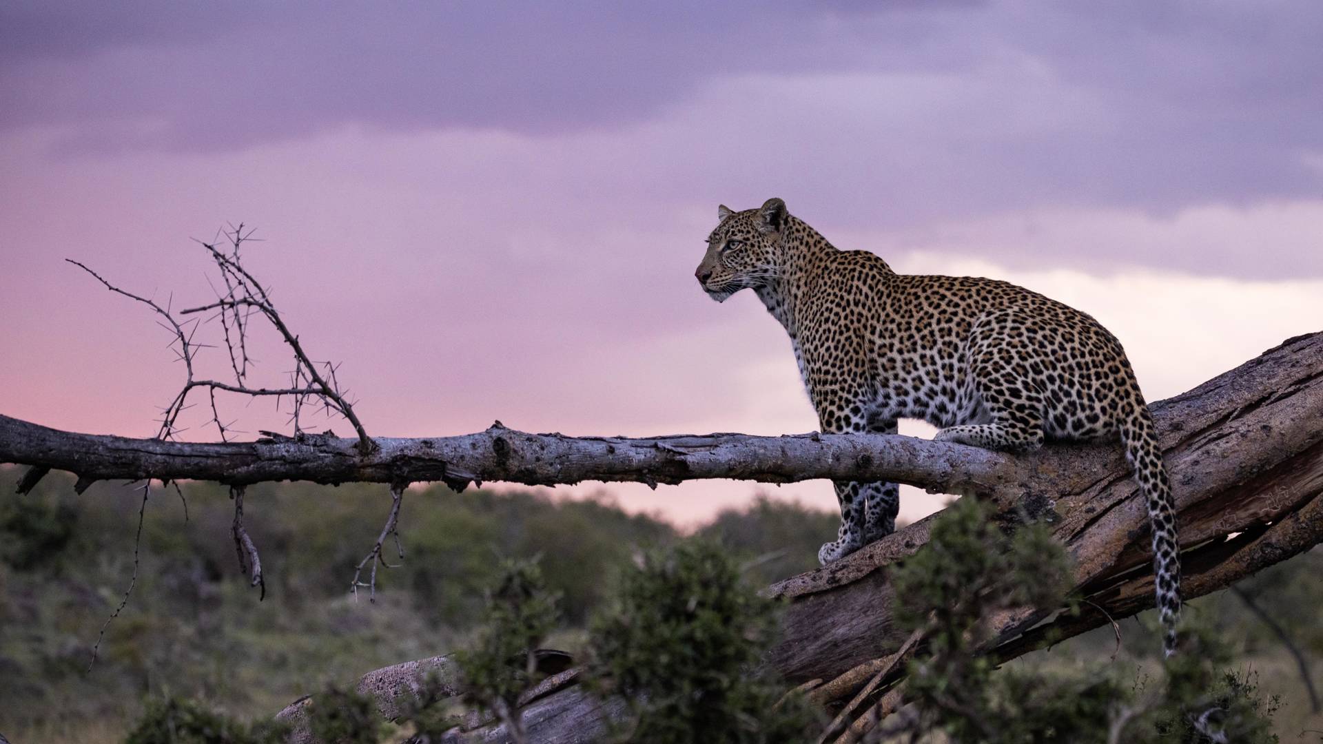 leopard in the evening ready to hunt