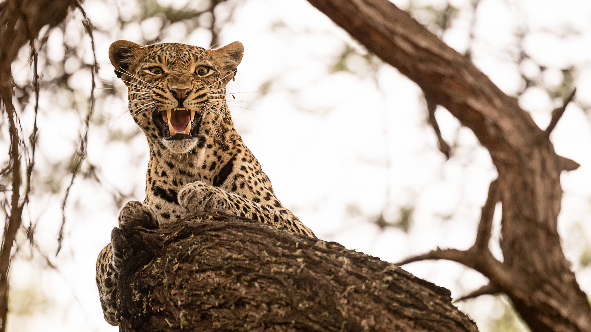 leopard in tsavo