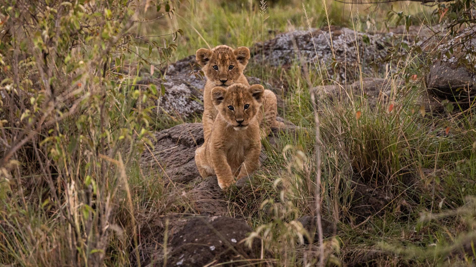 lion cubs