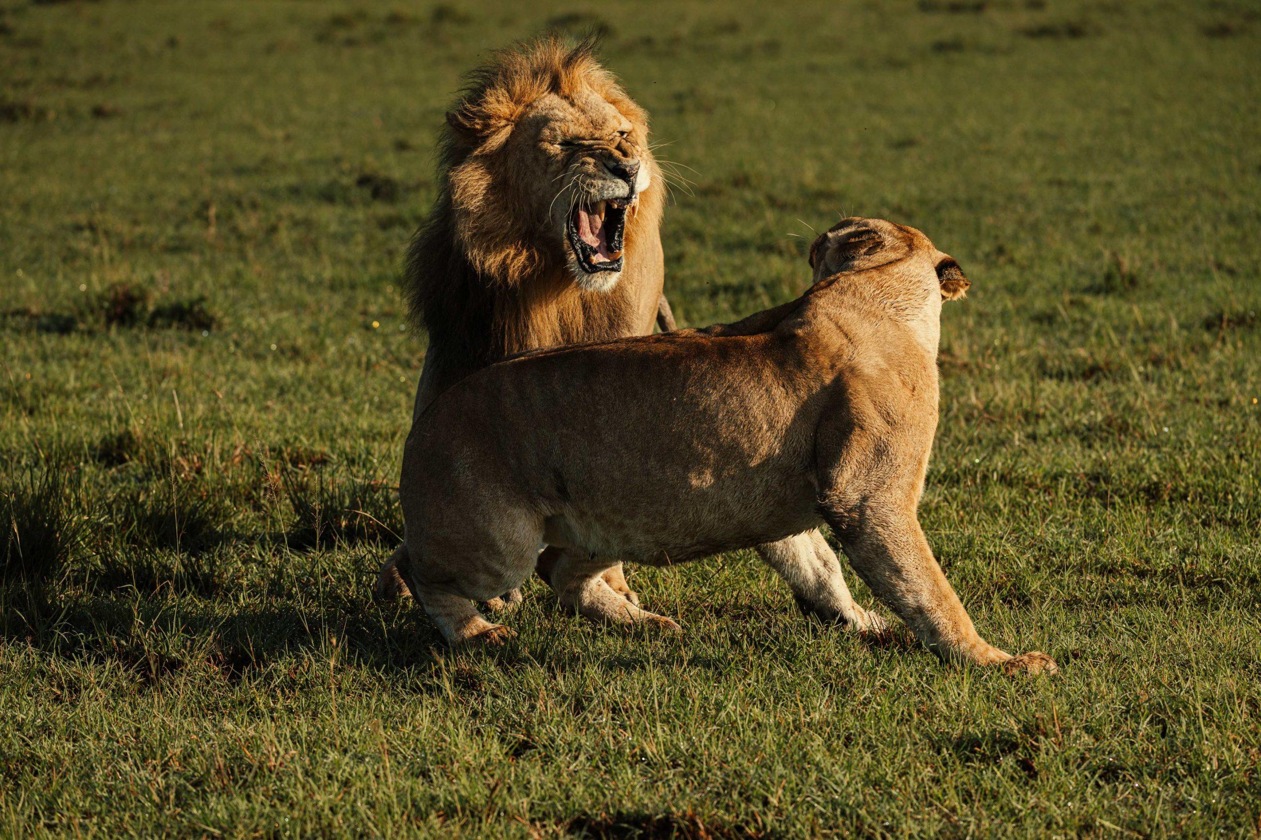 lion fights a lioness