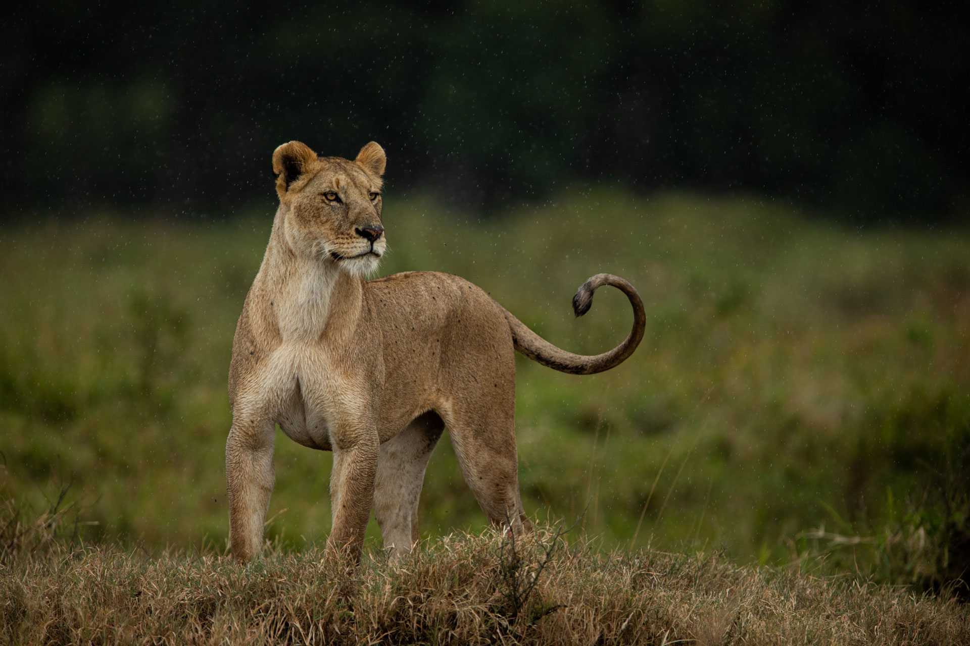 lioness