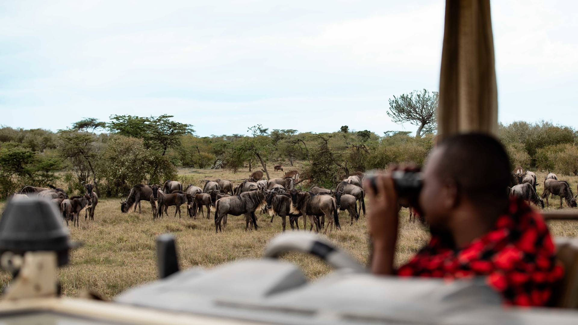 wildebeest migration tracking