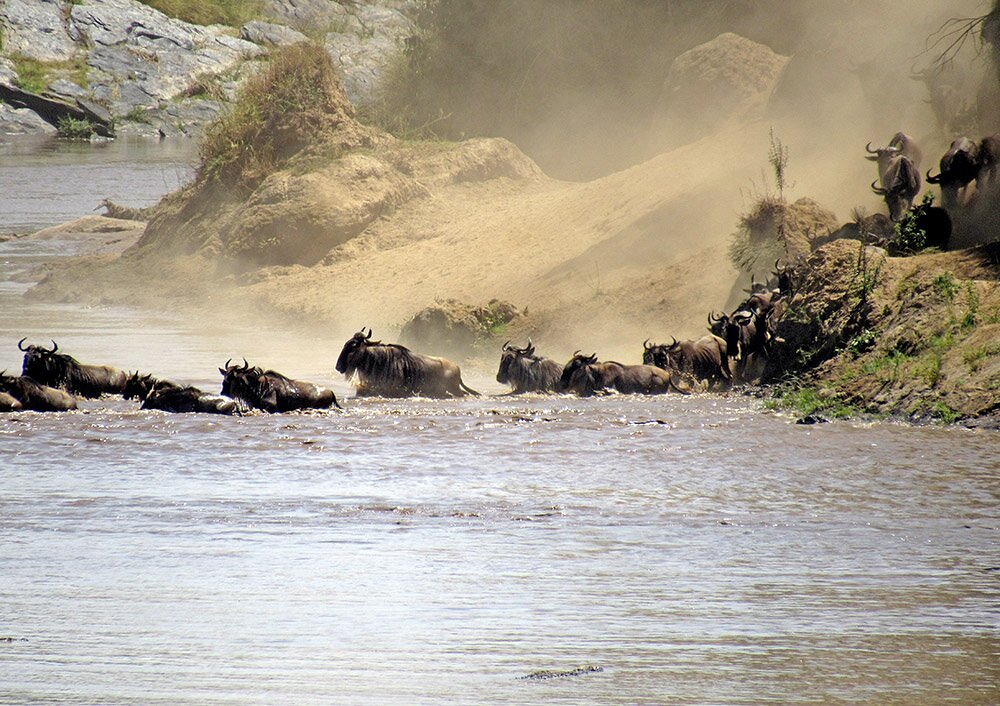 wildebeest river crossing 3