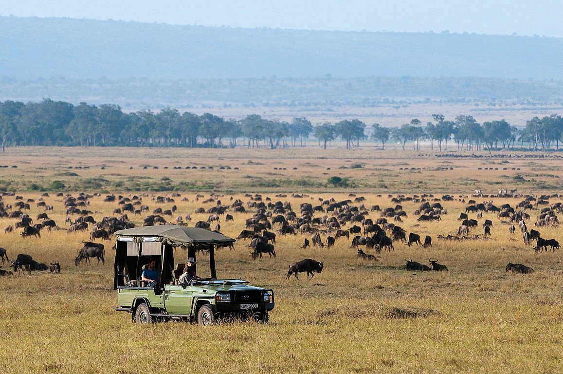 wildebeest tracking in masai mara